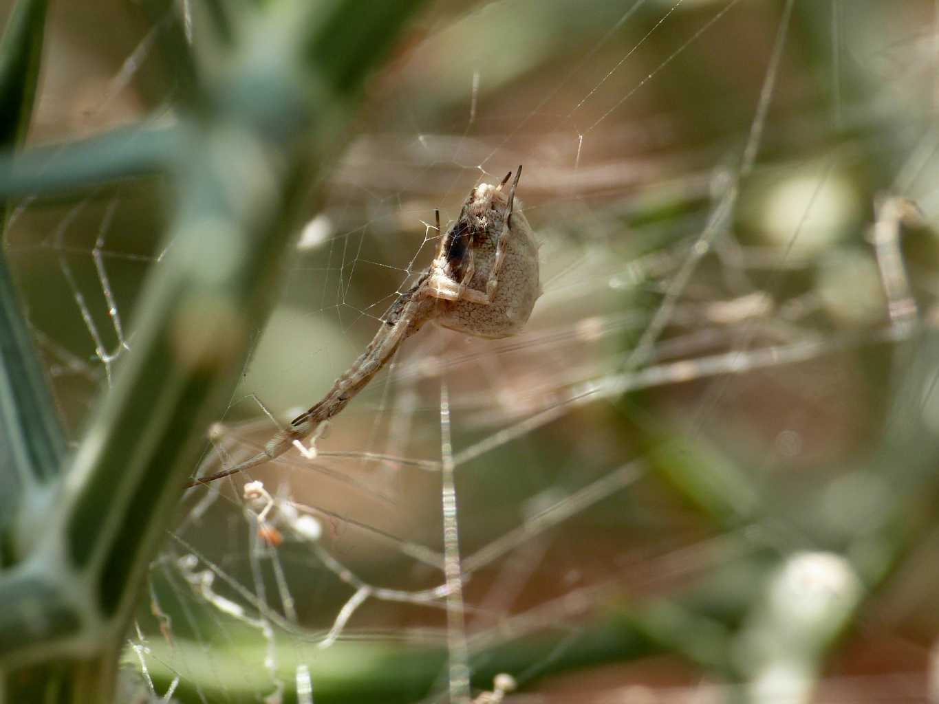 Una carrellata di Uloborus walkenaerius - Palau (OT)